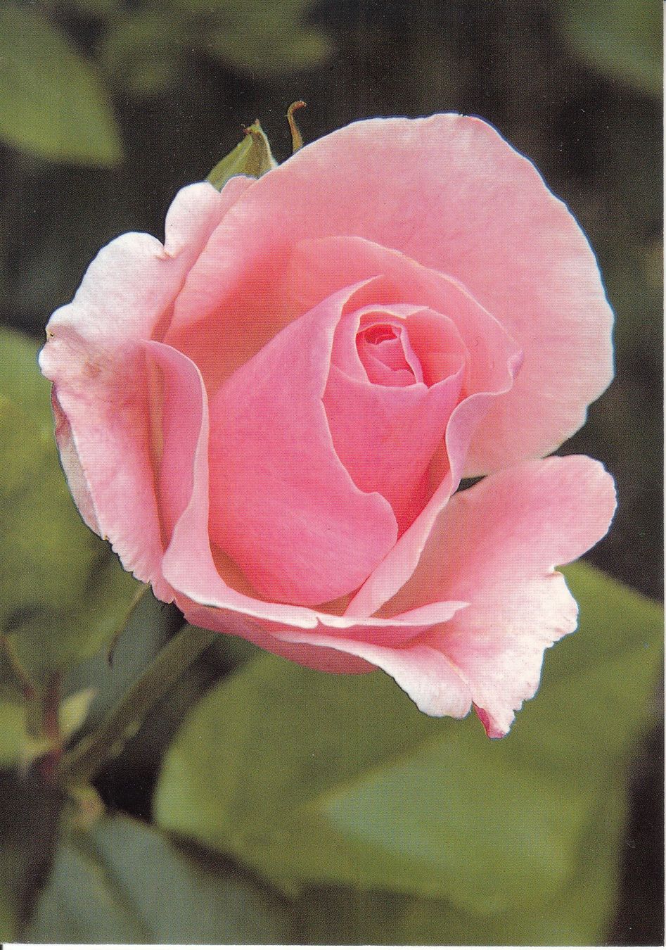 Ansichtskarten: Rose – Gebraucht aus Bürglen TG von StampGraf
