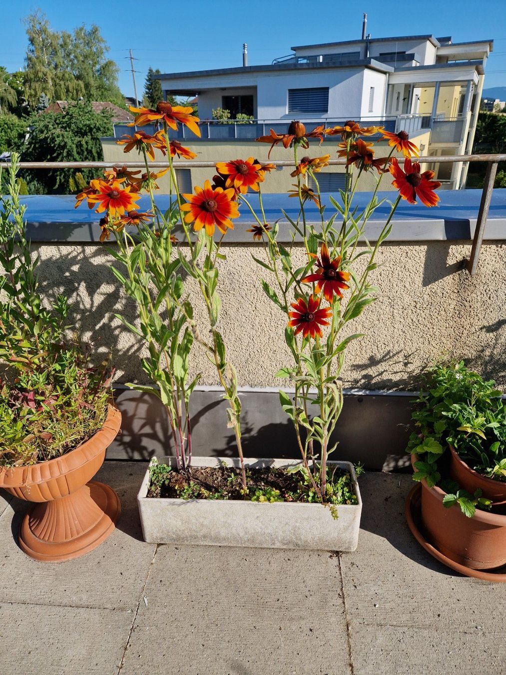 Piante & sementi: Balkon-/Gartenpflanze: Sonnenhut – Usato da Münchenbuchsee venduto da Aare22 1