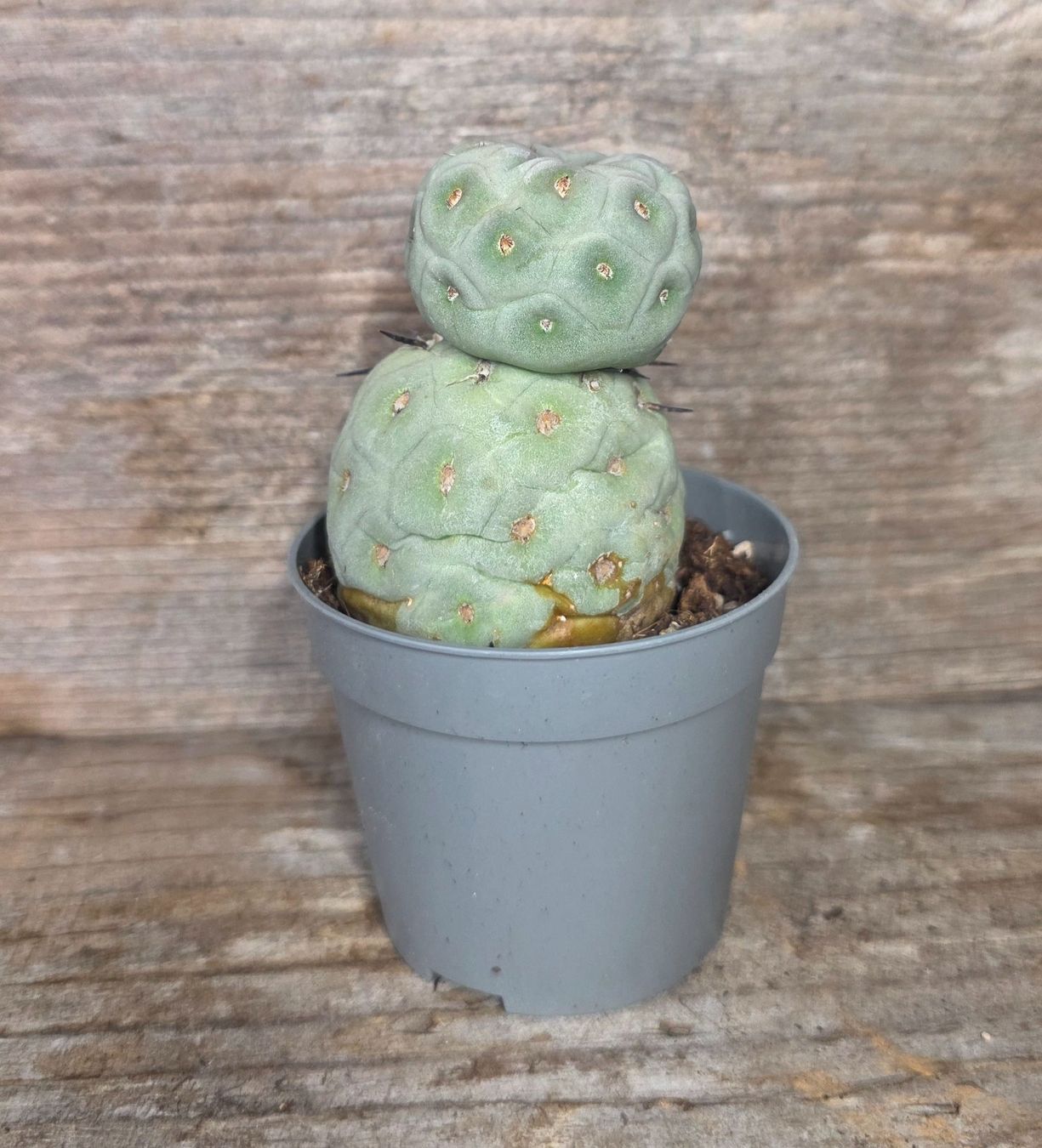 Piante & sementi: Tephrocactus Geometricus – Nuovo (secondo la descrizione) da St.Erhard venduto da Plumilandschweiz 3