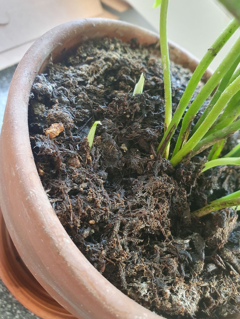 Pflanzen & Samen: Efeutute – Gebraucht aus Olten von thefrog96 4