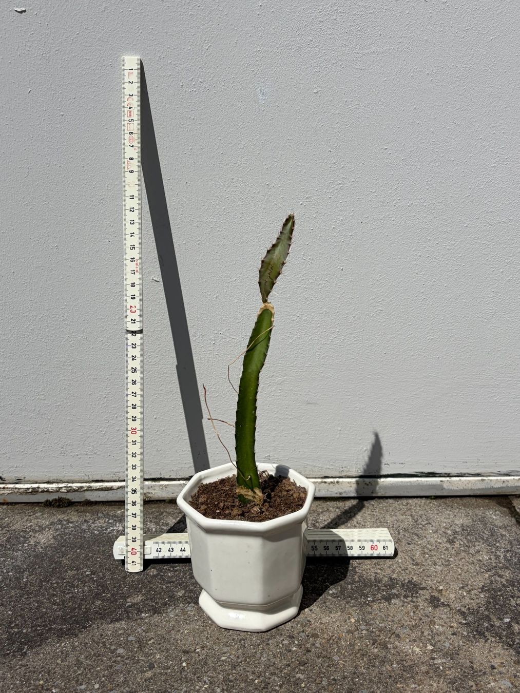 Pflanzen & Samen: Drachenfrucht-Pflanzen, (rotfleischige Drachenfrucht) – Gebraucht aus Boll von NRie
