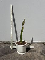 Drachenfrucht-Pflanzen, (rotfleischige Drachenfrucht)