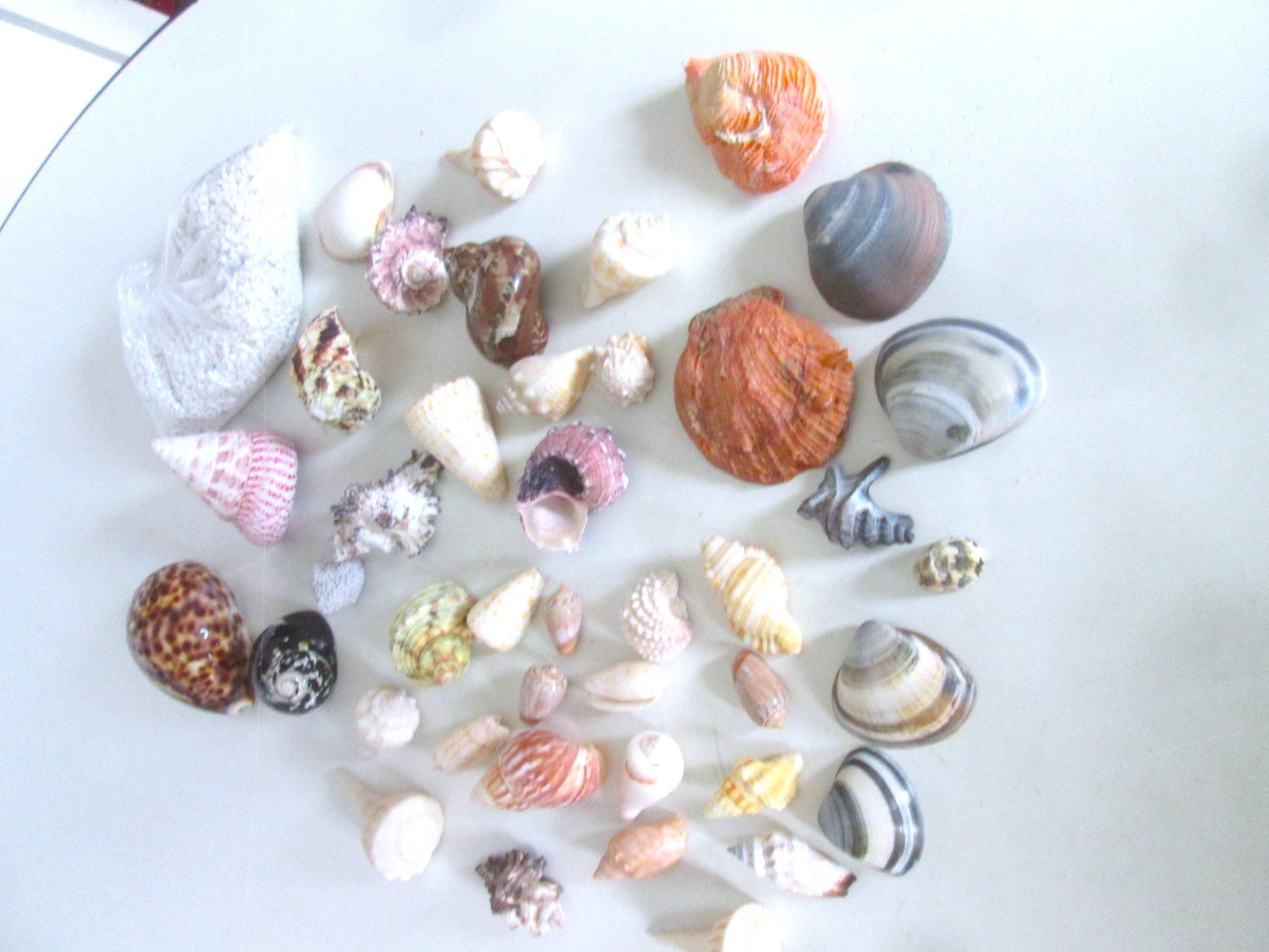 Fossili: Muscheln + kostenloser Beutel mit Kieselsteinen – Usato da Sementina venduto da babucia