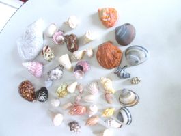 Muscheln + kostenloser Beutel mit Kieselsteinen