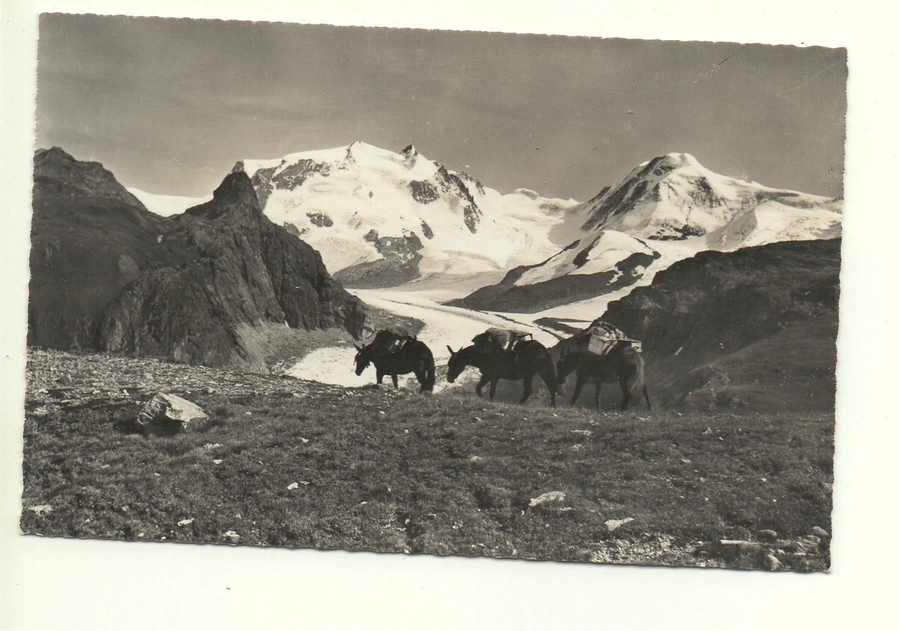 Cartoline postali: ZERMATT Schwarzsee Maultier-Post – Nuovo (secondo la descrizione) da Jona venduto da philajona