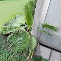 Washingtonpalme*Petticoat-Palme | Höhe ca. 150 cm mit Topf