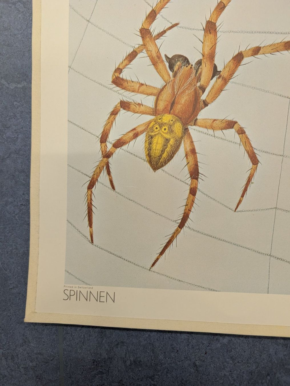 Foto & Immagini: Schulwandbild Nr. 171 - Spinnen – Usato da Luzern venduto da JenKu 4
