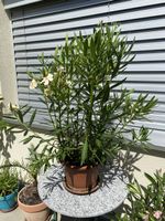 Oleander gelb, 100 cm