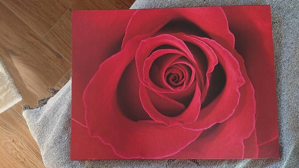 Foto & Immagini: Rosenbild in der Farbe Rot – Usato da Marbach SG venduto da Maler35