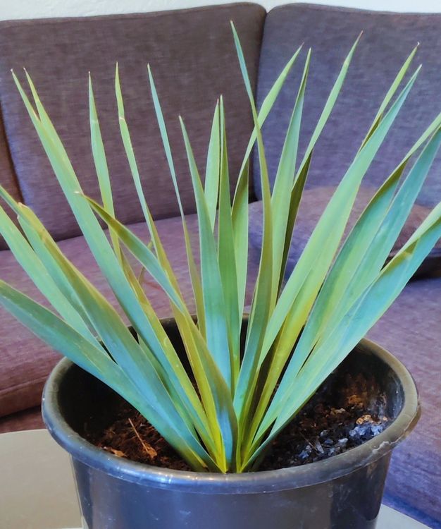 Blaue Yucca Palme Palmlilie Pflanze Balkon Terrasse Zimmer Acheter