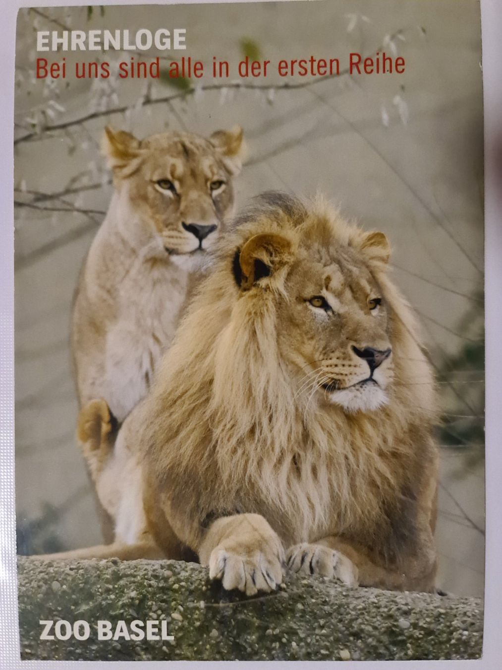Cartes postales: Zoo Basel Ansichtskarte Löwen – D'occasion à Dintikon par Vexi