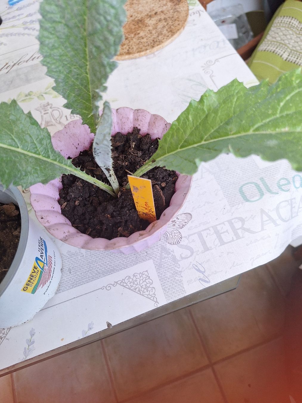 Piante & sementi: tomates.cardon.piments .courgettes – Nuovo e nell'imballaggio originale da Genève venduto da Cristin1 3
