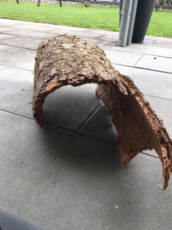 40 cm breite grosse Baumrinde für Deko Kaufen auf Ricardo