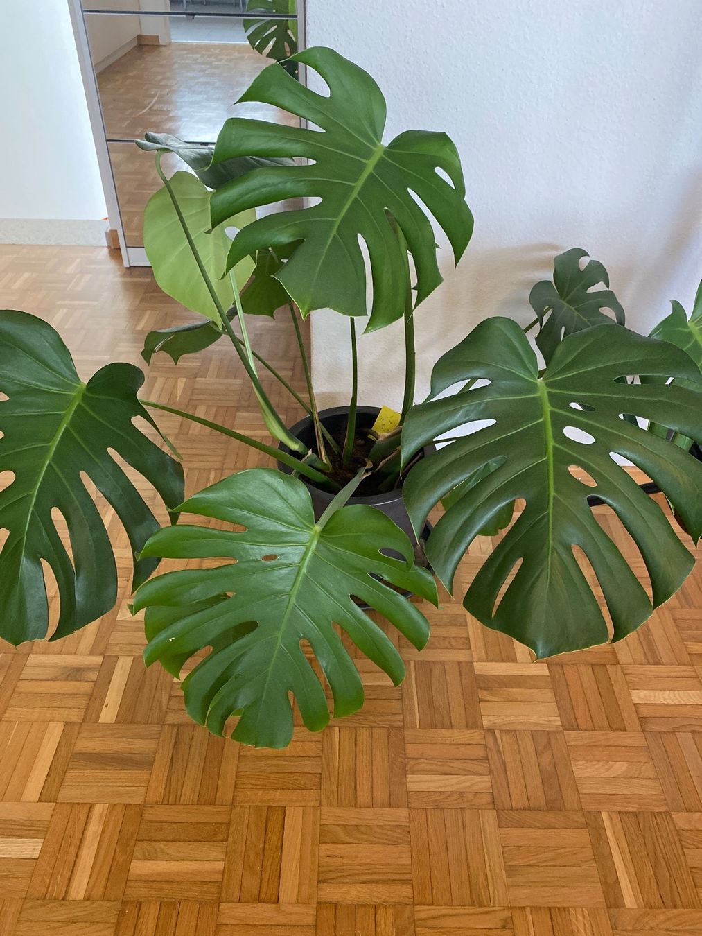 Piante & sementi: Monstera deliciosa - 11cm – Nuovo (secondo la descrizione) da Affoltern am Albis venduto da Michi_1414 2