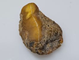 5 gr Rohbernstein echt Roh Bernstein baltisch Abdruck