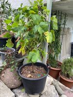 Trauben Vitis Hybridrebe gelb Pflanzen Blumen Blumentopf