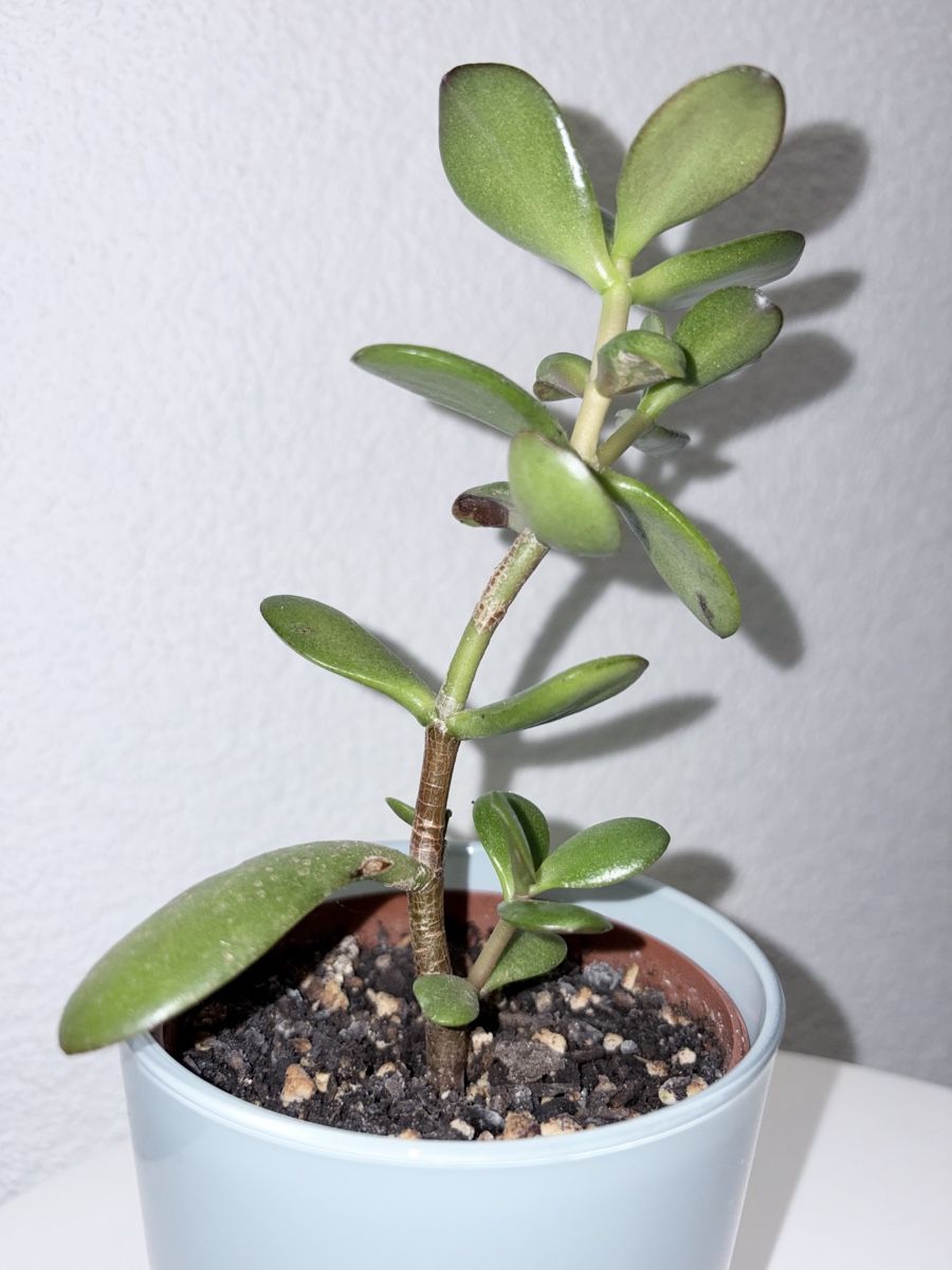 Plantes & graines: Crassula ovata with glass ceramic cache pot – D'occasion à Kilchberg ZH par malibubeach 3