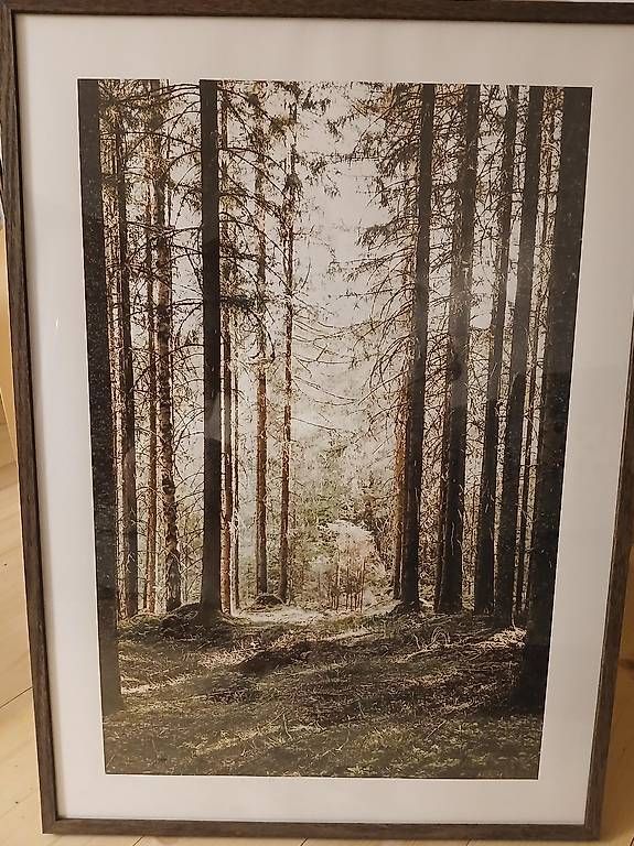 Poster & Bilder: Bild/Fotografie "Wald" 52 x 70 cm mit Bilderrahmen – Gebraucht aus Winterthur von GiuliaCatalina