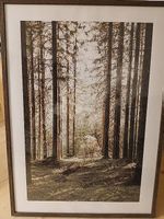 Gerahmtes Bild "Wald" 52 x 70 cm