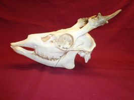 Hirsch, Geweih, Trophäe, Horn, Dekoration Abwurfstangen Hund