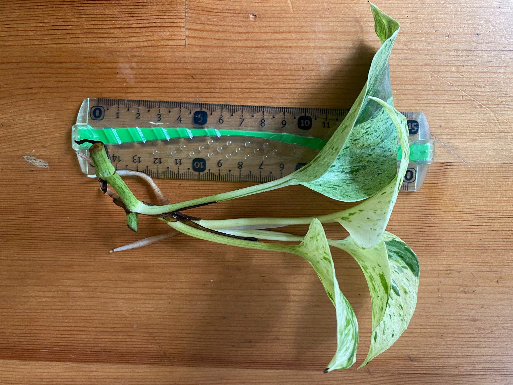 Pflanzen & Samen: Epipremnum pinnatum marble queen – Neu (gemäss Beschreibung) aus Winterthur von Aniger 3