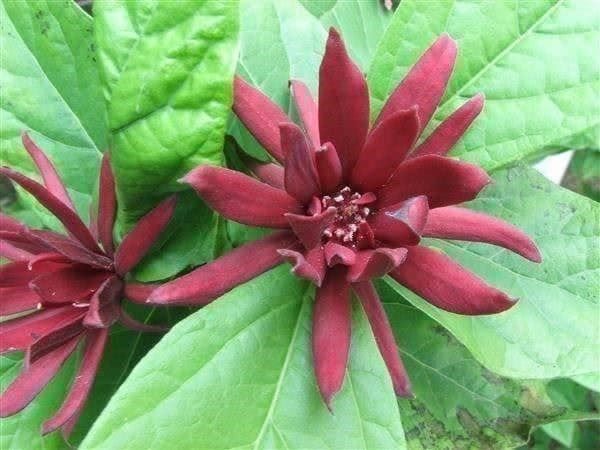 Pflanzen & Samen: Arbre Pompadour (PARFUM DE CANNELLE) – Neu (gemäss Beschreibung) aus Bremblens von FIBONACCI369 1