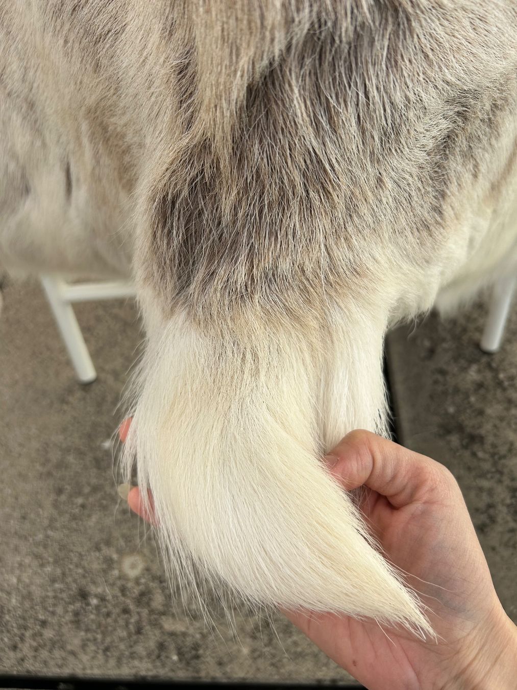 Alle Dekorationen: Soft Reindeer Hide, Perfect Winter Decoration – Gebraucht aus Genève von Noemie.wrmsi 4