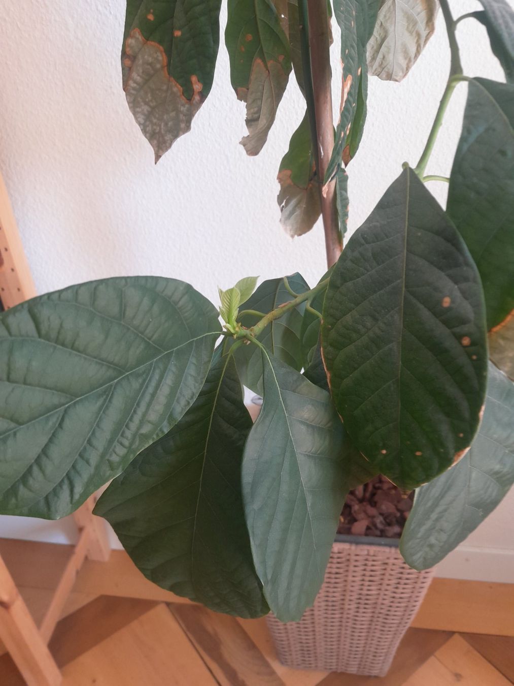 Piante & sementi: Avocado Pflanze im Topf – Usato da Olten venduto da so.bi 3