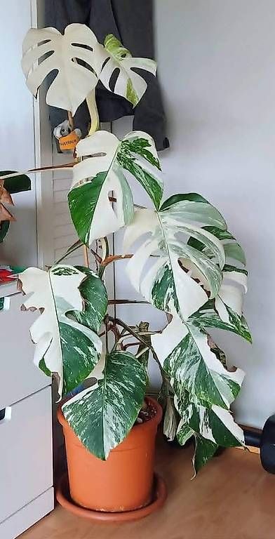 Piante & sementi: Monstera Deliciosa Albo Variegata 1. – Nuovo (secondo la descrizione) da Ebnat-Kappel venduto da Zearara 2