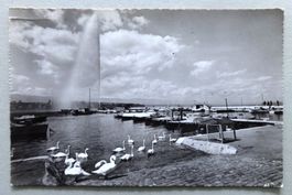 Genève - Le jet d' eau (120 m) et les cygnes
