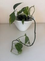 🌱 Epipremnum Aureum Marble Queen im Topf, Rarität!