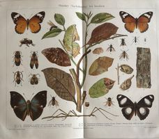 Chromolithographie, Insekten, Schmetterling, um 1900
