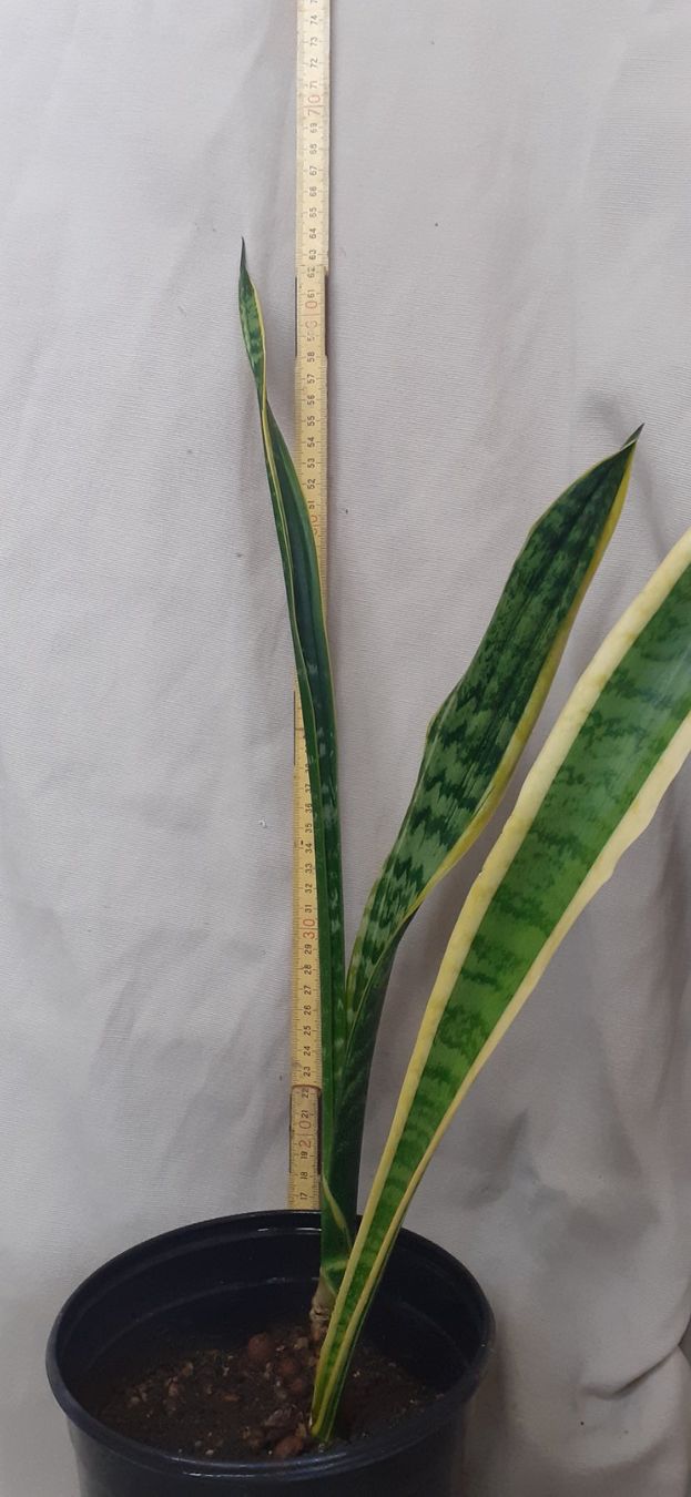 Pflanzen & Samen: Bogenhanf Ableger ca. 60 cm hoch, ca 1 Jahr alt – Neu (gemäss Beschreibung) aus Kilchberg ZH von hobbysale01 2