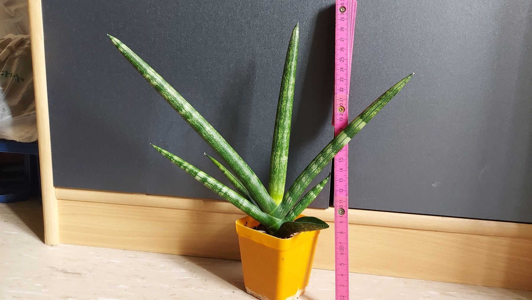 Sanseveria cylindrica "Boncellensis" / Seestern Bogenhanf (Neu (gemss  Beschreibung)) in Thalheim fr CHF 8  mit Lieferung auf Ricardo kaufen