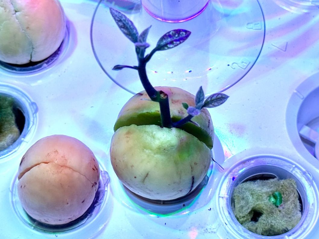 Piante & sementi: Avocado Baum (doppel stamm) – Nuovo (secondo la descrizione) da Schlieren venduto da Edgar_k 1
