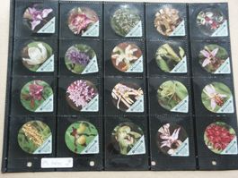 Serie  PS  10/95  Einheimische Orchideen