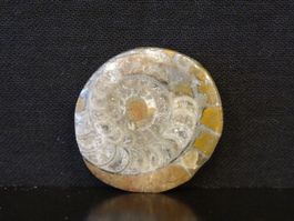 Versteinerter Fisch Fossil GONIATIT MAROKKO