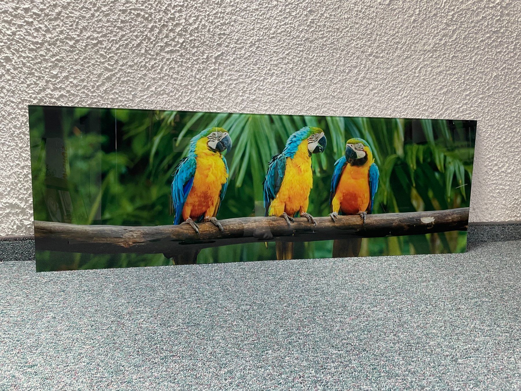 Foto & Immagini: Bild mit 3 Papageien – Usato da Eschenbach LU venduto da B.L.R