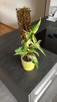 🌿 Syngonium Angustatum – inkl. Topf & Moosrankhilfe