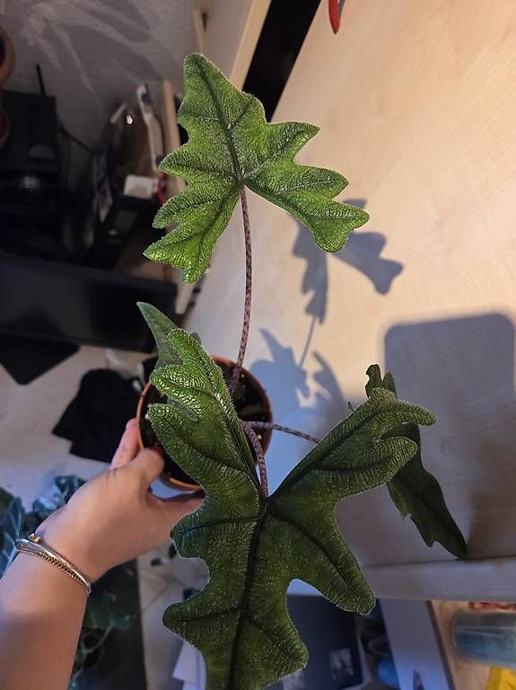 Plantes & graines: Alocasia Jacklyn – D'occasion à Roggwil BE par pau_wyh8 1