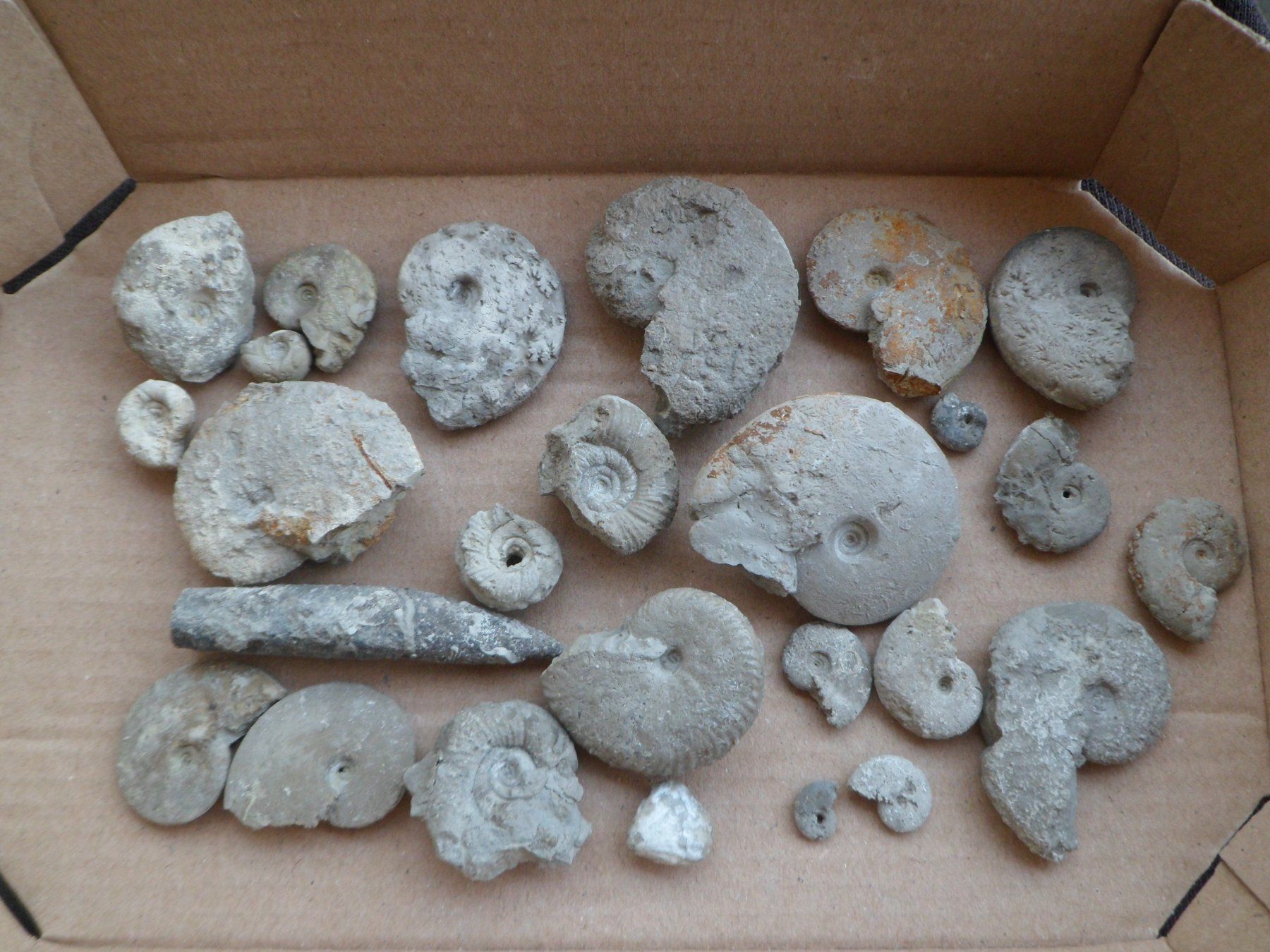Fossiles: Fossilien Schweiz – D'occasion à Affoltern am Albis par Fossil60