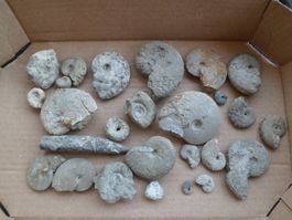 Fossilien Schweiz