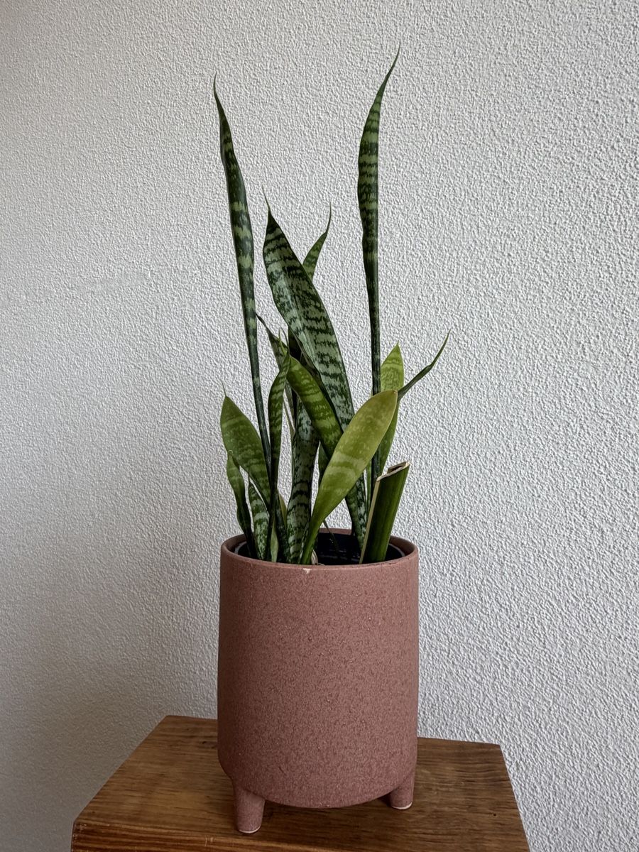 Plantes & graines: Bogenhanf Sansevieria mit Übertopf – D'occasion à Baar par annasorbian