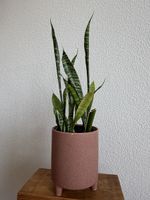 Bogenhanf Sansevieria mit Übertopf