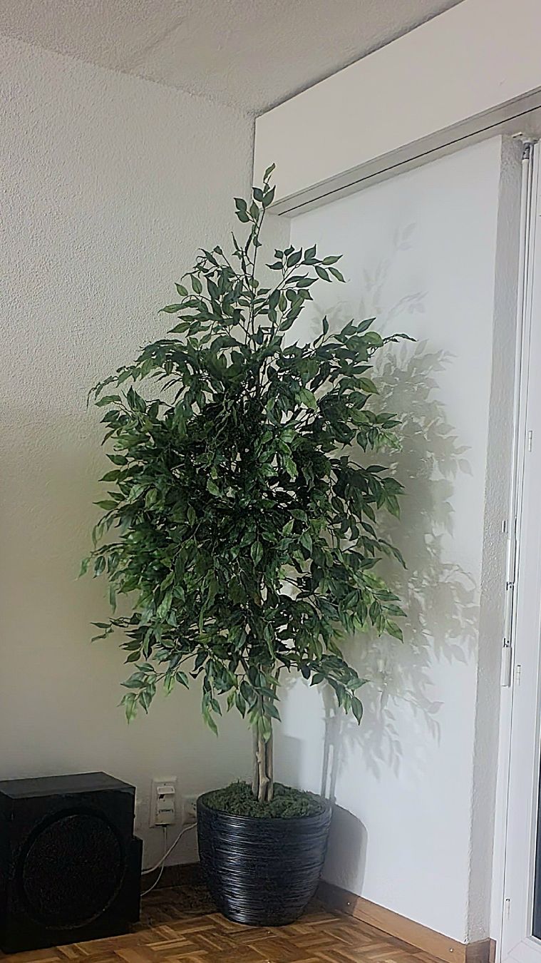 Piante & sementi: Ficus Baum künstlich 3 Stk – Nuovo (secondo la descrizione) da Emmenbrücke venduto da Housestone