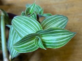Callisia elegans - Schönpolster