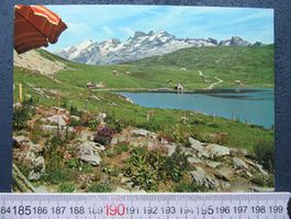 MELCHSEE-FRUTT ALPENBLUMEN-RESEVAT ONW AK