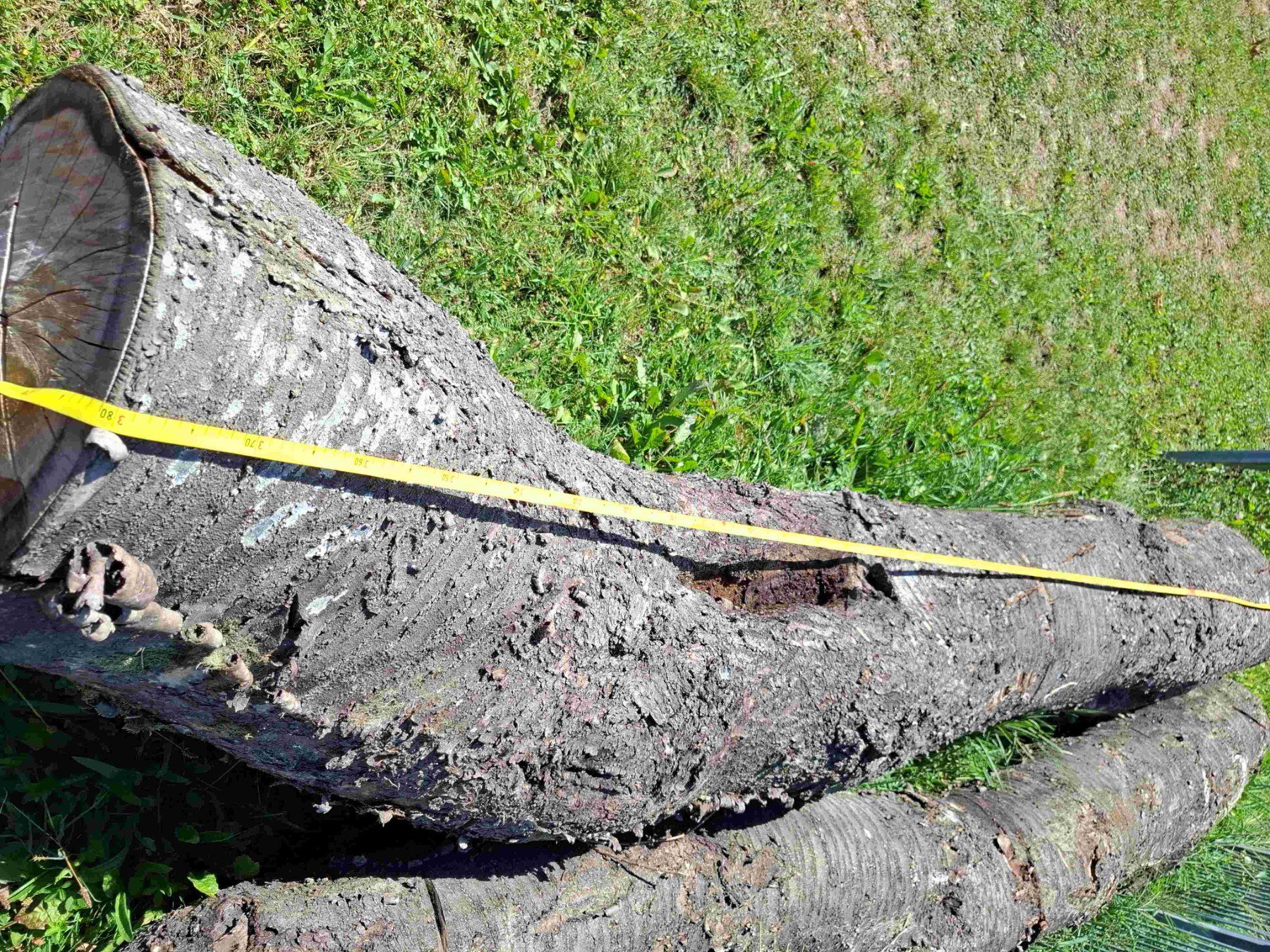 Holzartikel: Baumstamm Kirschbaum – Gebraucht aus Rain von Rigi10 7