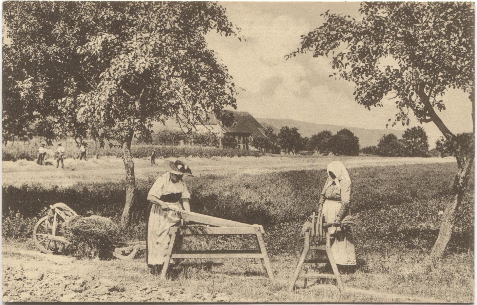 Cartoline postali: LANDWIRTSCHAFT/BRAECHETE 1911 Aargau – Usato da Wil SG venduto da Clanx