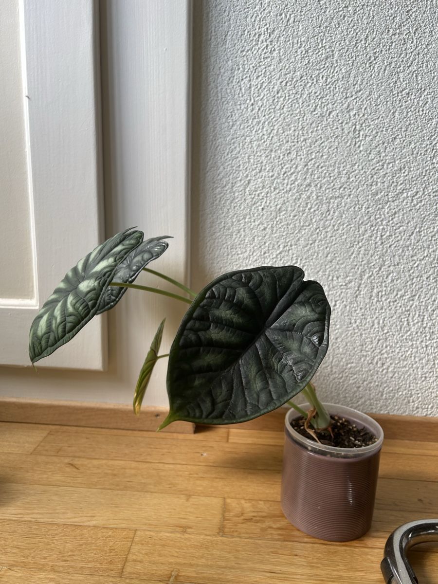 Piante & sementi: Alocasia Dragon Scale – Usato da Zürich venduto da fabuulois 3